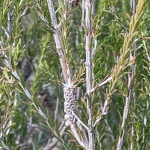 Melaleuca parvistaminea at Yarrow, NSW - 22 Jul 2024