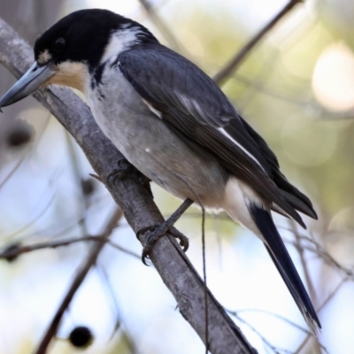 Cracticus torquatus (Grey Butcherbird) at Moruya, NSW - 22 Jul 2024 by LisaH