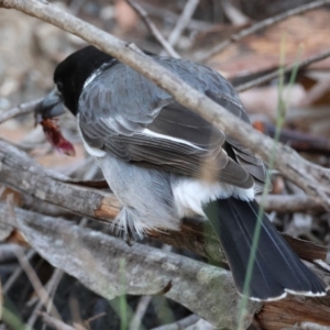 Cracticus torquatus at Moruya, NSW - suppressed