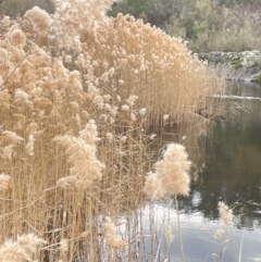 Phragmites australis (Common Reed) at Yarrow, NSW - 22 Jul 2024 by JaneR