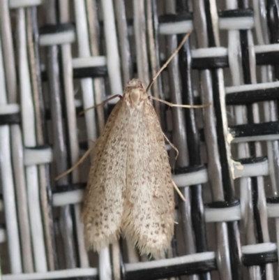 Lepidoscia (genus) ADULT (A Case moth) at Moruya, NSW - 22 Jul 2024 by LisaH
