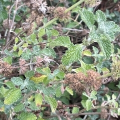 Marrubium vulgare (Horehound) at Yarrow, NSW - 22 Jul 2024 by JaneR