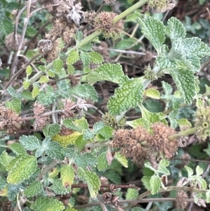 Marrubium vulgare at Yarrow, NSW - 22 Jul 2024