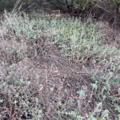 Marrubium vulgare at Yarrow, NSW - 22 Jul 2024