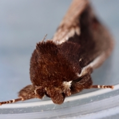 Hylaeora capucina (Cowled Rough-head) at Moruya, NSW - 22 Jul 2024 by LisaH