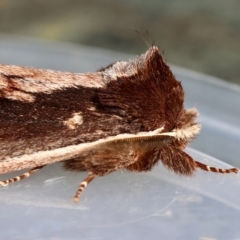 Hylaeora capucina at Moruya, NSW - 22 Jul 2024