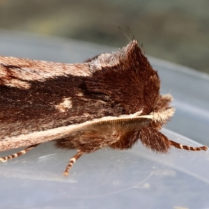 Hylaeora capucina at Moruya, NSW - 22 Jul 2024