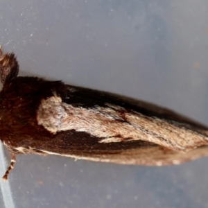 Hylaeora capucina at Moruya, NSW - 22 Jul 2024