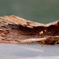 Hylaeora capucina at Moruya, NSW - 22 Jul 2024