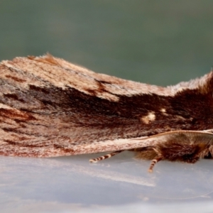 Hylaeora capucina at Moruya, NSW - 22 Jul 2024