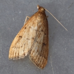 Uresiphita ornithopteralis (Tree Lucerne Moth) at Moruya, NSW - 22 Jul 2024 by LisaH