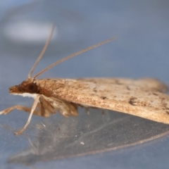 Uresiphita ornithopteralis at Moruya, NSW - 22 Jul 2024