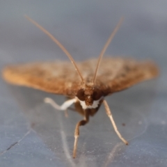 Uresiphita ornithopteralis at Moruya, NSW - suppressed