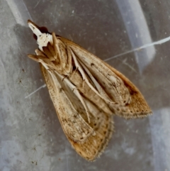 Uresiphita ornithopteralis at Moruya, NSW - 22 Jul 2024