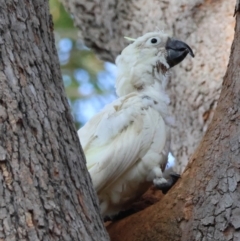Cacatua galerita (Sulphur-crested Cockatoo) at Broulee, NSW - 22 Jul 2024 by LisaH