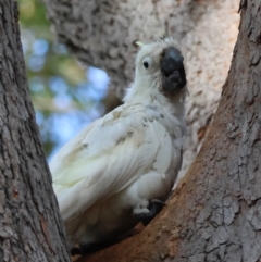 Cacatua galerita at Broulee, NSW - 22 Jul 2024