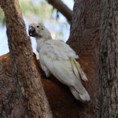 Cacatua galerita at Broulee, NSW - 22 Jul 2024 10:52 AM