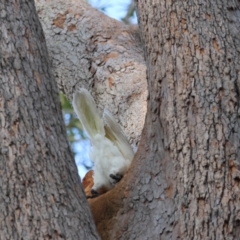 Cacatua galerita at Broulee, NSW - 22 Jul 2024 10:52 AM