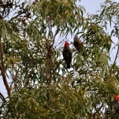 Callocephalon fimbriatum (Gang-gang Cockatoo) at Broulee, NSW - 21 Jul 2024 by LisaH