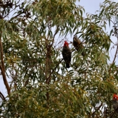 Callocephalon fimbriatum (Gang-gang Cockatoo) at Broulee, NSW - 22 Jul 2024 by LisaH
