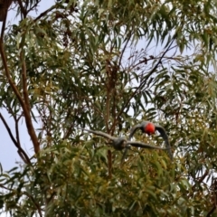 Callocephalon fimbriatum at Broulee, NSW - suppressed