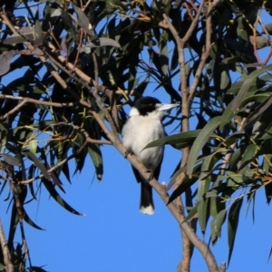Cracticus torquatus at Tahmoor, NSW - 18 Jul 2024 04:47 PM