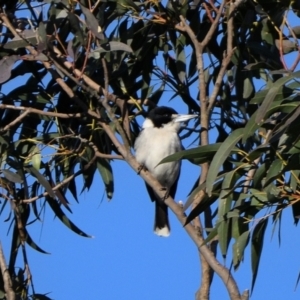 Cracticus torquatus (Grey Butcherbird) at Tahmoor, NSW by Freebird