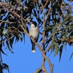 Cracticus torquatus at Tahmoor, NSW - 18 Jul 2024