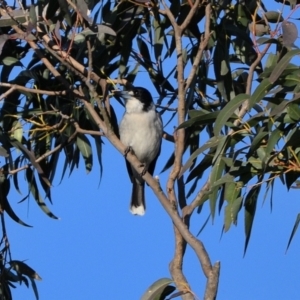 Cracticus torquatus at Tahmoor, NSW - 18 Jul 2024