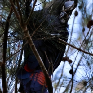 Calyptorhynchus lathami lathami at Moruya, NSW - 22 Jul 2024