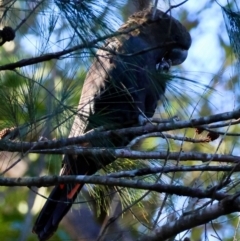 Calyptorhynchus lathami lathami at Moruya, NSW - 22 Jul 2024