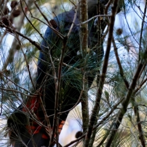 Calyptorhynchus lathami lathami at Moruya, NSW - 22 Jul 2024