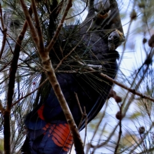 Calyptorhynchus lathami lathami at Moruya, NSW - 22 Jul 2024