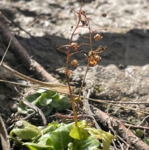 Samolus valerandi at Googong, NSW - 22 Jul 2024 01:37 PM