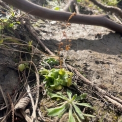 Samolus valerandi at Googong, NSW - 22 Jul 2024 01:37 PM