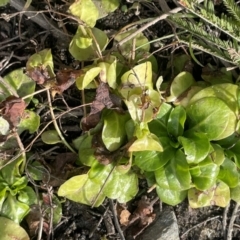 Samolus valerandi at Googong, NSW - 22 Jul 2024 01:37 PM