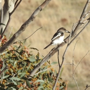 Cracticus nigrogularis at Kambah, ACT - 22 Jul 2024