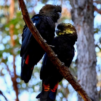Calyptorhynchus lathami lathami (Glossy Black-Cockatoo) at Moruya, NSW - 22 Jul 2024 by LisaH