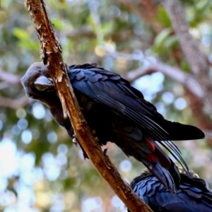 Calyptorhynchus lathami lathami at Moruya, NSW - suppressed