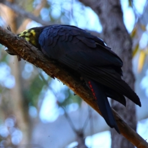 Calyptorhynchus lathami lathami at Moruya, NSW - suppressed