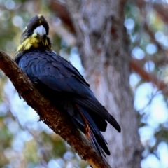 Calyptorhynchus lathami lathami at Moruya, NSW - suppressed