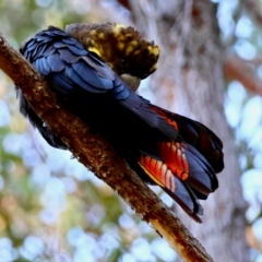 Calyptorhynchus lathami lathami at Moruya, NSW - suppressed