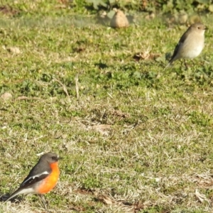 Petroica phoenicea at Kambah, ACT - 22 Jul 2024