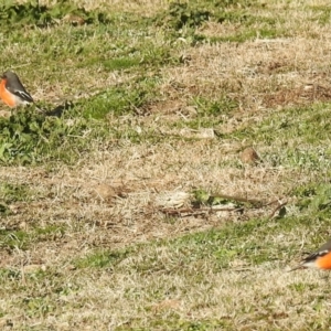 Petroica phoenicea at Kambah, ACT - 22 Jul 2024