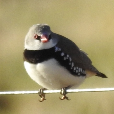 Stagonopleura guttata (Diamond Firetail) at Kambah, ACT - 22 Jul 2024 by HelenCross