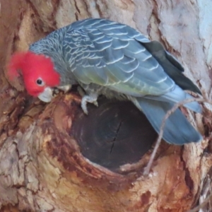 Callocephalon fimbriatum at Deakin, ACT - suppressed