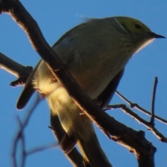 Ptilotula penicillata (White-plumed Honeyeater) at Chapman, ACT - 22 Jul 2024 by RobParnell