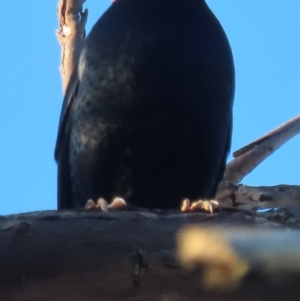 Ptilonorhynchus violaceus at Chapman, ACT - 22 Jul 2024