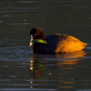 Fulica atra at Benalla, VIC - 14 Jul 2024