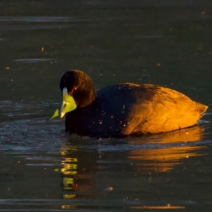 Fulica atra at Benalla, VIC - 14 Jul 2024